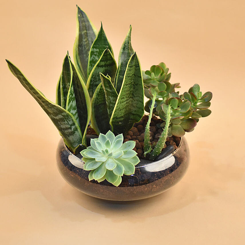 Plant gift ideas